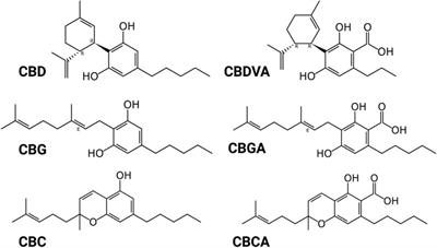 Beyond CBD: Inhibitory effects of lesser studied phytocannabinoids on human voltage-gated sodium channels